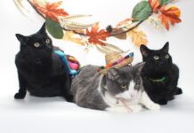 Adoptable Pets of the Week: Minnie, Manny and Moe