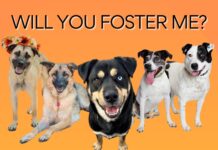 Dog Fosters Urgently Needed