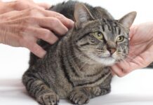 Adoptable Pet of the Week: Singtho