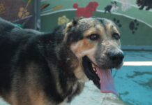 Adoptable Pet of the Week: Blankie