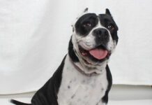 Adoptable Pet of the Week: Lola