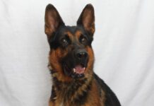 Adoptable Pet of the Week: Otto