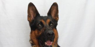 Adoptable Pet of the Week: Otto