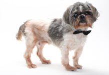 Adoptable Pet of the Week: Bobby