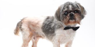 Adoptable Pet of the Week: Bobby