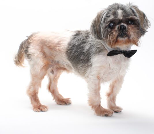 Adoptable Pet of the Week: Bobby