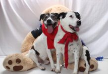 Adoptable Pets of the Week: Racer and Honey