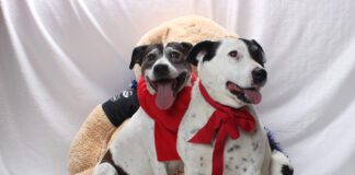 Adoptable Pets of the Week: Racer and Honey