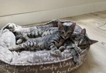 Adoptable Pets of the Week: Caramel and Oliver