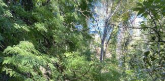 Get Out Of Town!: Fern Dell Nature Trail In Griffith Park ferndell
