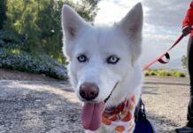 Adoptable Pet of the Week: Trever