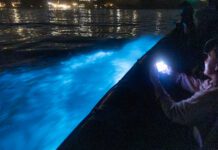 The Bioluminescent Waves are Back at Newport Beach, Tours Tonight