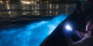 The Bioluminescent Waves are Back at Newport Beach, Tours Tonight