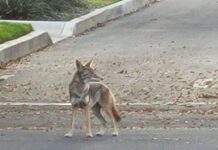 Residents Should be Wary of Coyotes Roaming on all Sides of Burbank