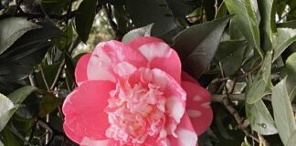 Get Out Of Town!: Camellia Season At Descanso Gardens descanso