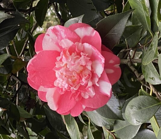 Get Out Of Town!: Camellia Season At Descanso Gardens descanso