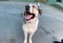 Adoptable Pet of the Week: Astrid