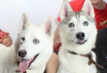 Adoptable Pets of the Week: Fergie and Bella