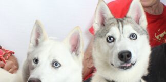 Adoptable Pets of the Week: Fergie and Bella