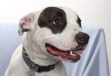 Adoptable Pet of the Week: Dottie