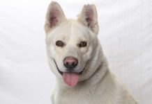 Adoptable Pet of the Week: Ringo