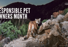 February is Responsible Pet Owners Month: Learn How to Safeguard Your Pets