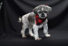 Adoptable Pet of the Week: Bobby