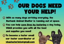Dogs Fosters Needed