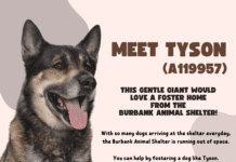 Dog Fosters Urgently Needed for the Burbank Animal Shelter