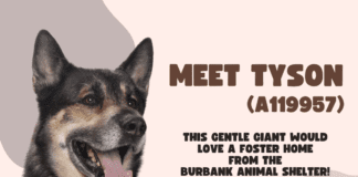 Dog Fosters Urgently Needed for the Burbank Animal Shelter