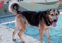 Adoptable Pet of the Week: Blankie