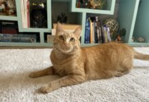 Adoptable Pet of the Week: Adele