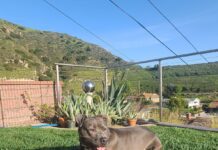 Adoptable Pet of the Week: Leila