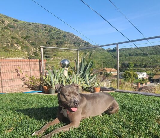 Adoptable Pet of the Week: Leila