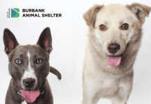 50% Off Adoption Fees at the Burbank Animal Shelter