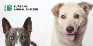 50% Off Adoption Fees at the Burbank Animal Shelter