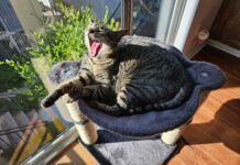 Adoptable Pet of the Week: Singtho