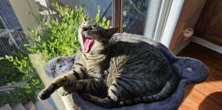 Adoptable Pet of the Week: Singtho