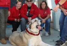 Adoptable Pet of the Week: Astrid