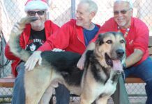 Adoptable Pet of the Week: Blankie