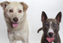 Adoptable Pets of the Week: Salt and Peppa