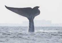Summer Family Fun: Giant Blue Whales Seen on Newport Whale Watching Tours