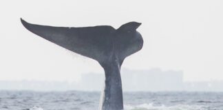 Summer Family Fun: Giant Blue Whales Seen on Newport Whale Watching Tours