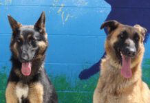 Adoptable Pets of the Week: Sasha and Mila