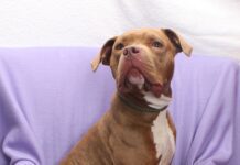 Adoptable Pet of the Week: Lady