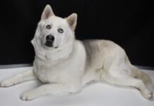 Adoptable Pet of the Week: Blue