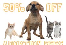 50% Off Adoption Fees at Burbank Animal Shelter