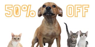 50% Off Adoption Fees at Burbank Animal Shelter