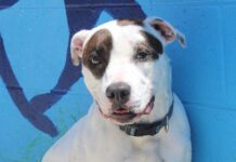 Adoptable Pet of the Week: Dottie