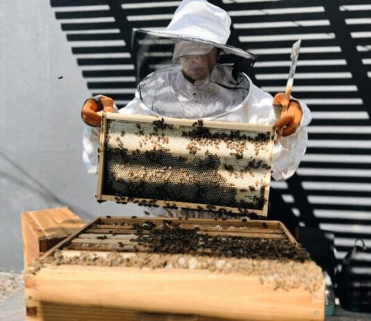 Beekeeper, Carrie Díazzz, Brings Bee Education and Sustainability to Her Burbank Boutique